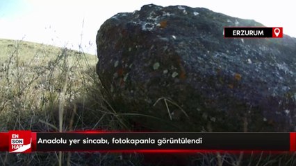 Anadolu yer sincabı, fotokapanla görüntülendi