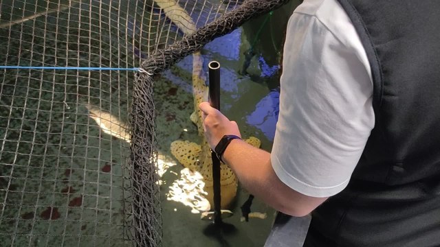 Découverte Nausicaa dans les pas d'un soigneur - nourrissage du requin zèbre