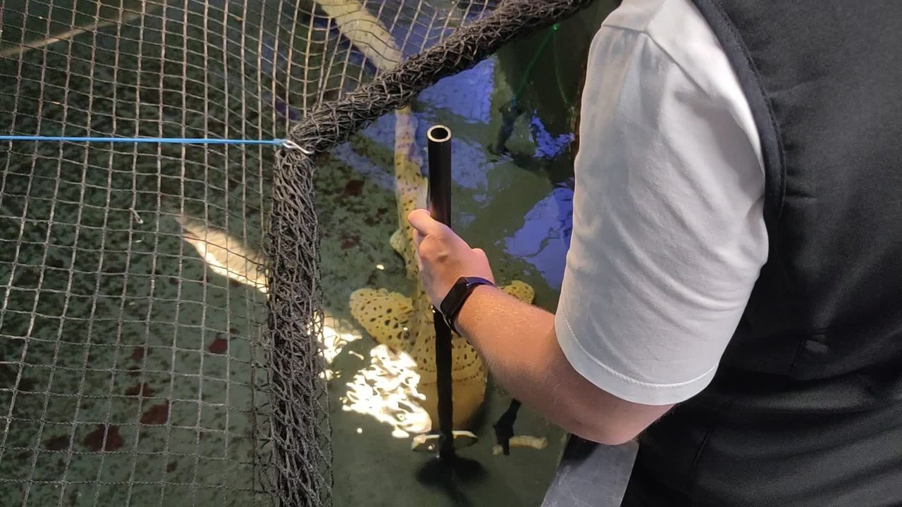 Découverte Nausicaa dans les pas d'un soigneur - nourrissage du requin zèbre