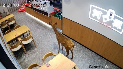 Wild deer struts into cafe and startles staff