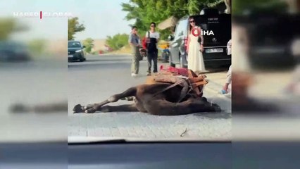 Fazla iş yükünden bayılan deve görenlerin canını yaktı