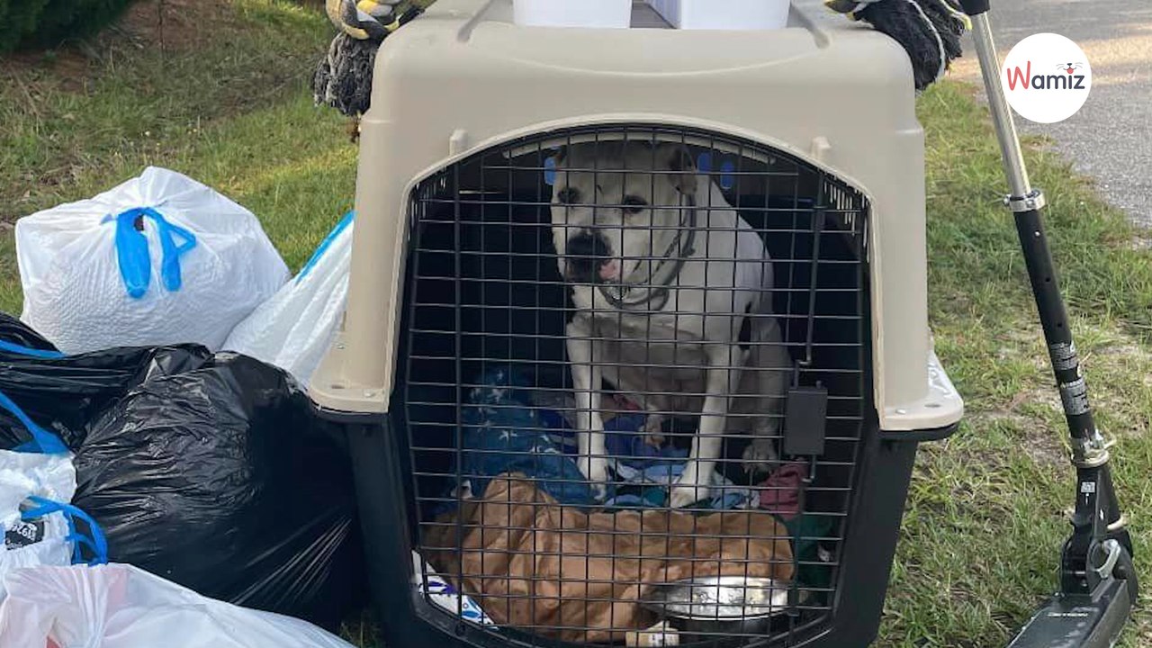 Les éboueurs viennent collecter les ordures, et découvrent un chien dans une cage au milieu des poubelles