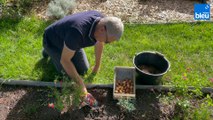 Roland Motte, jardinier : plantez des bulbes en automne