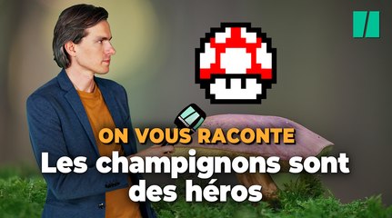 Les champignons sauveront la planète, c’est la science qui le dit