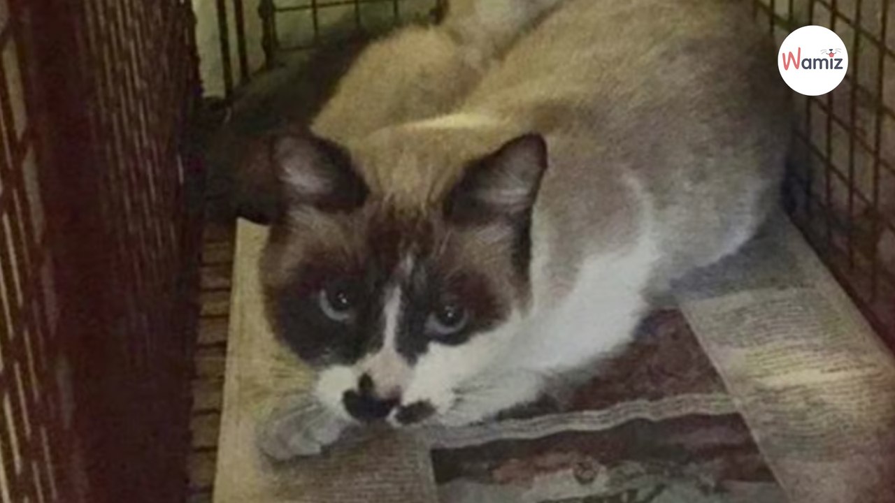 Il sauve une chatte errante, l’emmène chez le vétérinaire et comprend qu’il a fait une erreur