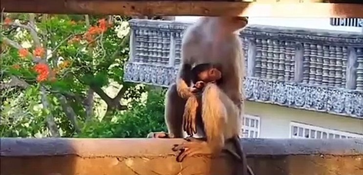 Baby monkeys being bullied by big monkeys in the herd (1)