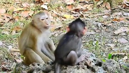 Baby monkey Vikki (1)