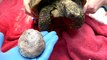 Vet Removes Baseball-Sized Bladder Stone From 82-Year-Old Tortoise