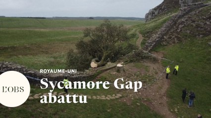 L'arbre de Robin des Bois, le plus célèbre d'Angleterre, a été abattu