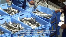 The Importance of the Fishery Industry for Global Food Security and Economic Development (3 Minutes)