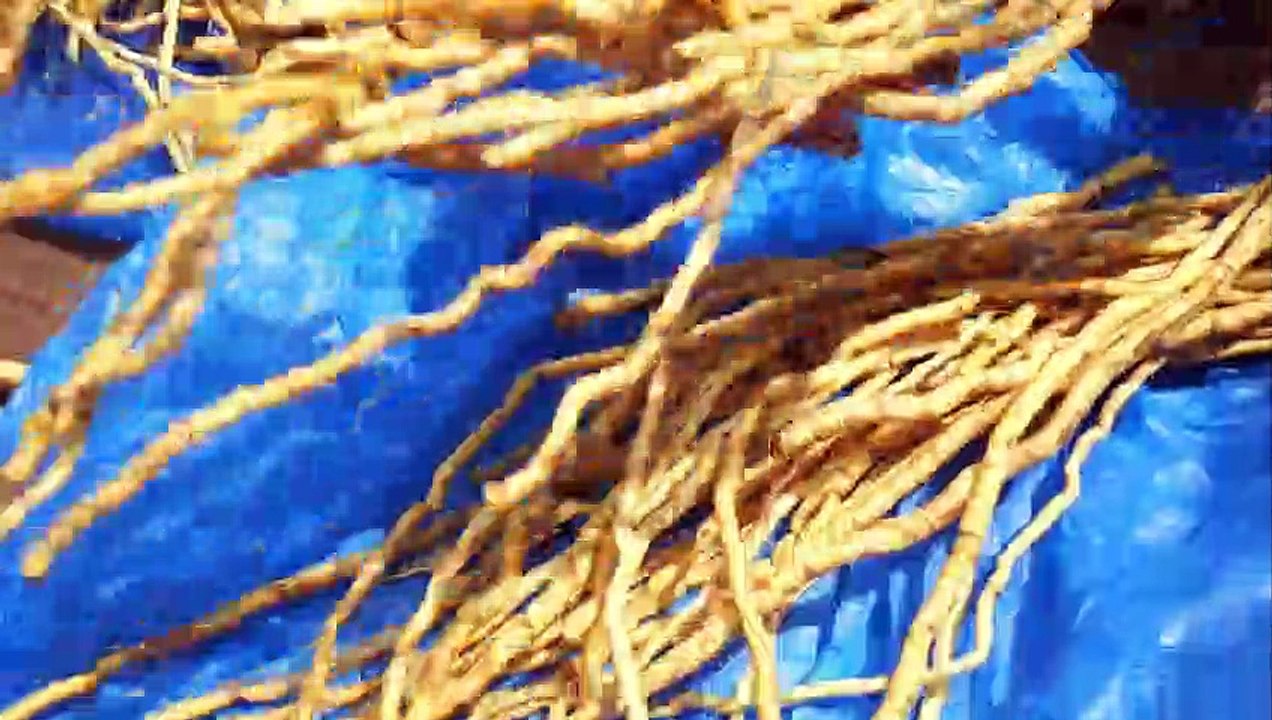 The Benefits of Traditional Medicine in Healthcare (3 Minutes Microlearning)