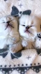 #cats cat funny video short video