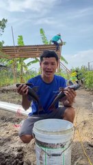 Tập 5 Cá lau kiếng nướng mọi ăn mừng dựng chòi đã xong