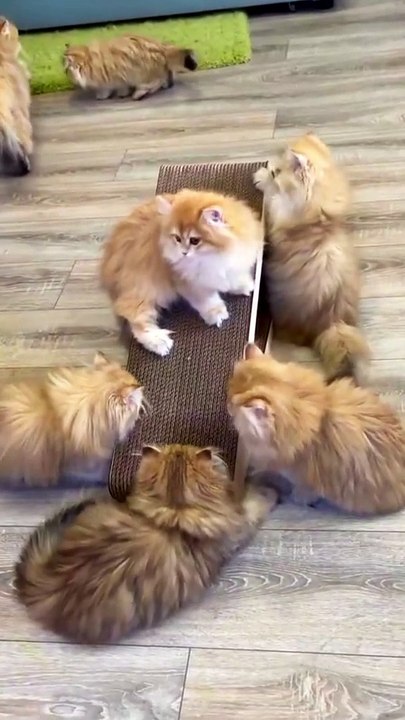Beautiful Family | Cute Animal | Funny Video | Relaxation