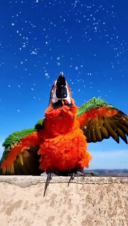 Enjoying Winter | Beautiful Relaxing Video | 4k Nature