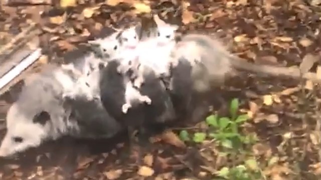 Opossum Carries ADORABLE Babies Through Backyard