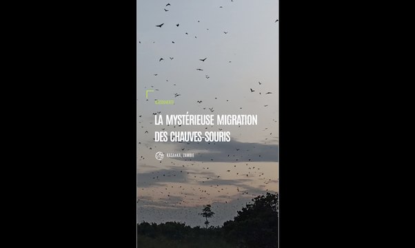 Zambie : la mystérieuse migration des chauves-souris