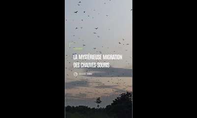 Zambie : la mystérieuse migration des chauves-souris