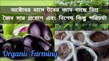 অক্টোবর মাসে জাম গাছের পরিচর্যা ।। Black Plum Plant Care ।। Java Plum ।। Jam in pot