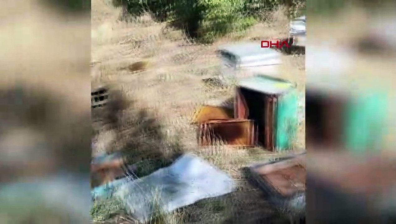Ayılar Arı Kovanlarını Parçaladı