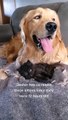 Golden Retriever And Kittens: The Cutest Blended Family