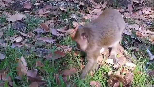 Monkey-Sweet PeaIs Sweet pea fingting for baby Jessie or not