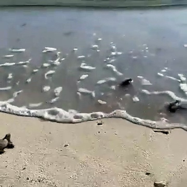 56 Bébés Tortues Émergent et Retournent à la Mer sous la Bienveillance de Volontaires Dévoués à Hyères