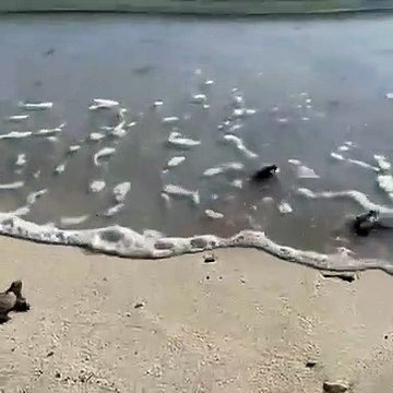 56 Bébés Tortues Émergent et Retournent à la Mer sous la Bienveillance de Volontaires Dévoués à Hyères