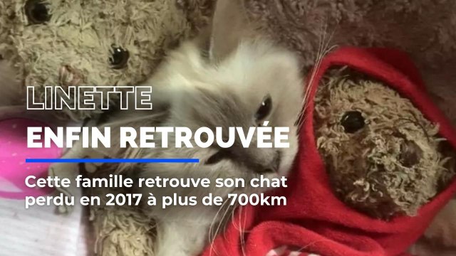 Cette famille azuréenne a retrouvé son chat perdu en 2017 à plus de 700km du lieu de sa disparition
