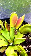 Wasp Dances Into Venus Flytrap