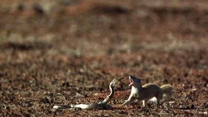 The ONLY 10 Animals Immune to Snake Venom