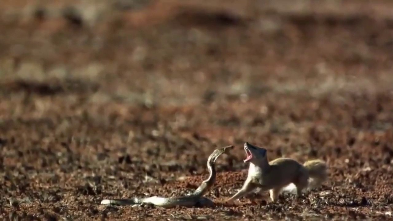 The ONLY 10 Animals Immune to Snake Venom