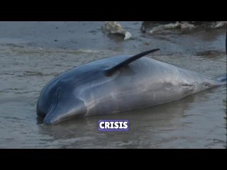 Mass death of Amazonian dolphins prompts fears for vulnerable species