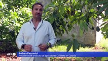 Aguacates y mangos llegan a Sicilia por el calentamiento climático