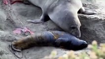 Ölü sandığı yavrusu canlandı, anne  deniz fili böyle sevindi