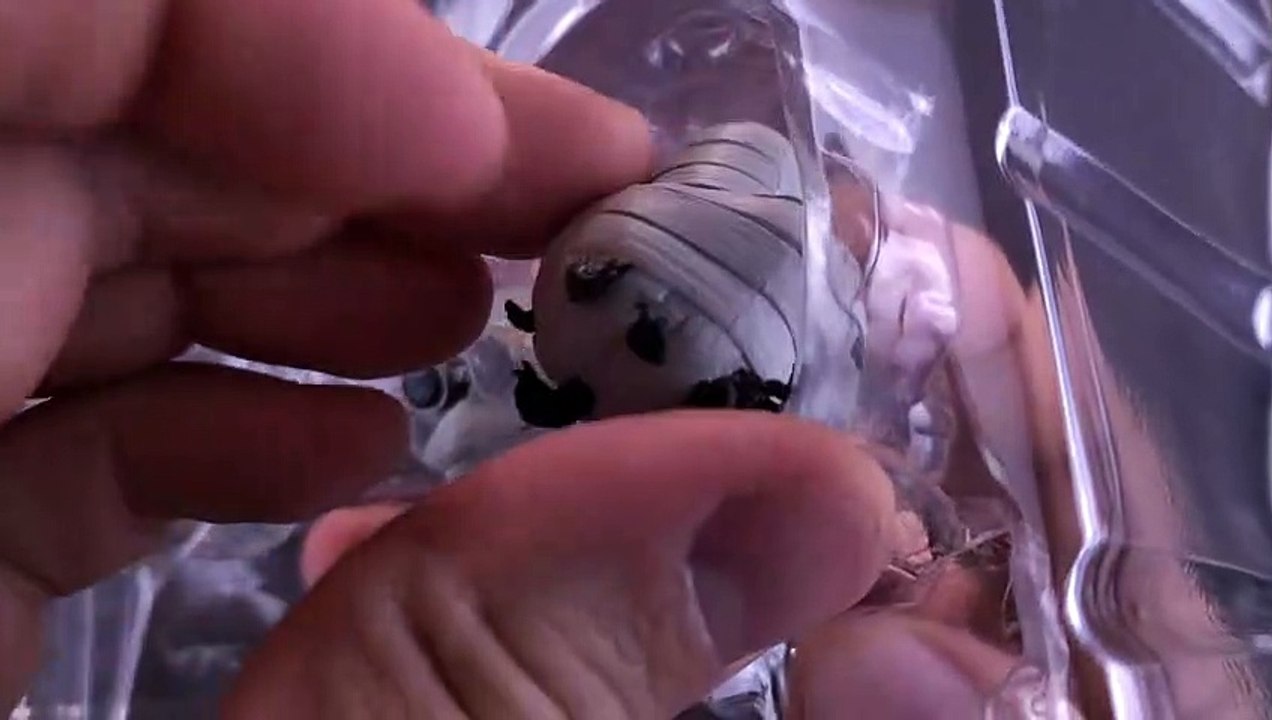 NECA TMNT Universal Monsters Donatello as the Invisible Man | #SpookySpot 2023