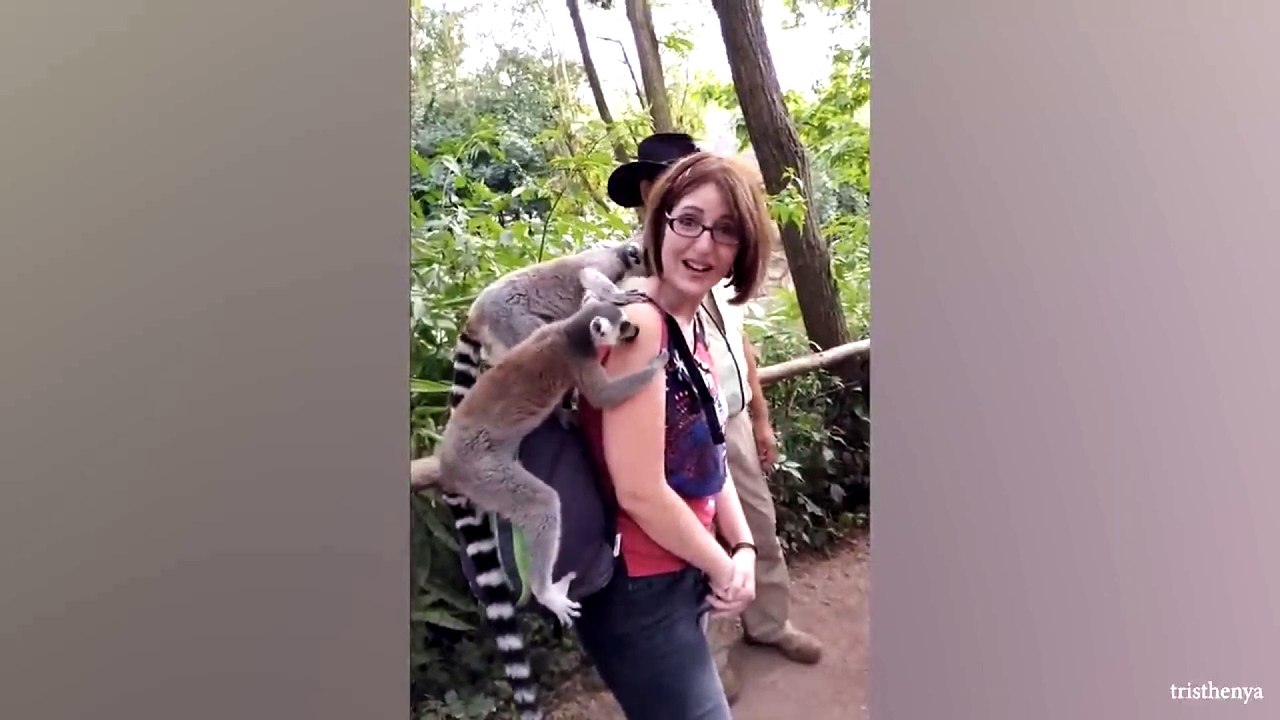 animal funny video58