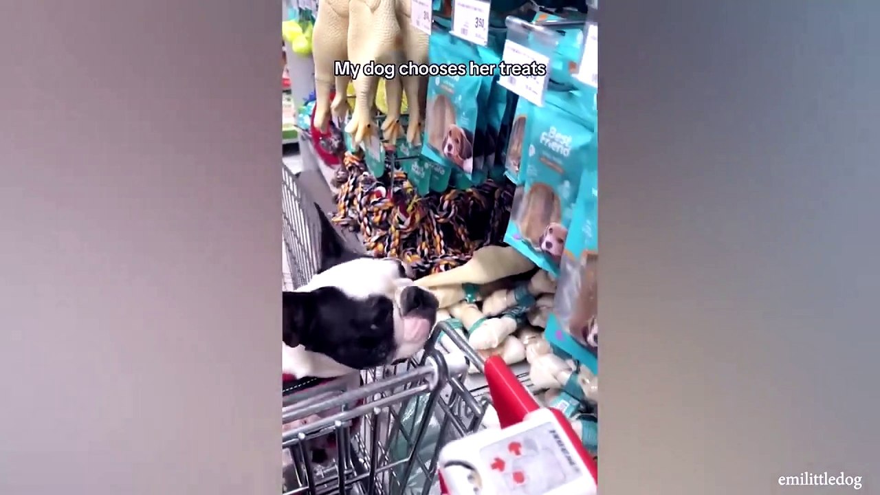 animal funny video63