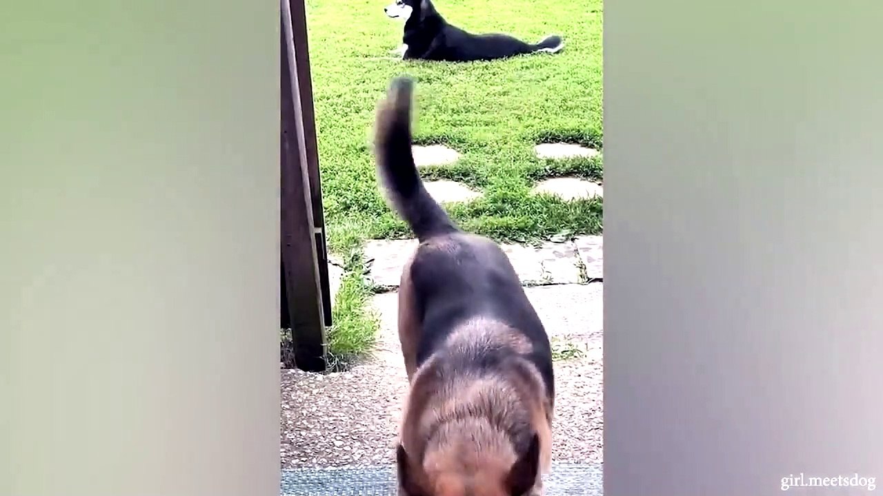 animal funny video62