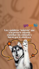 Las 5 palabras "mágicas" que a tu perro le encanta escuchar, las entiende y harán que te obedezca