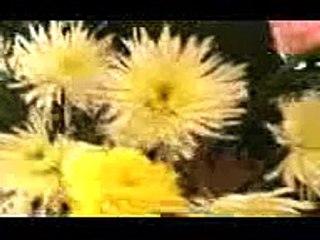 Velório em Família | movie | 2009 | Official Trailer