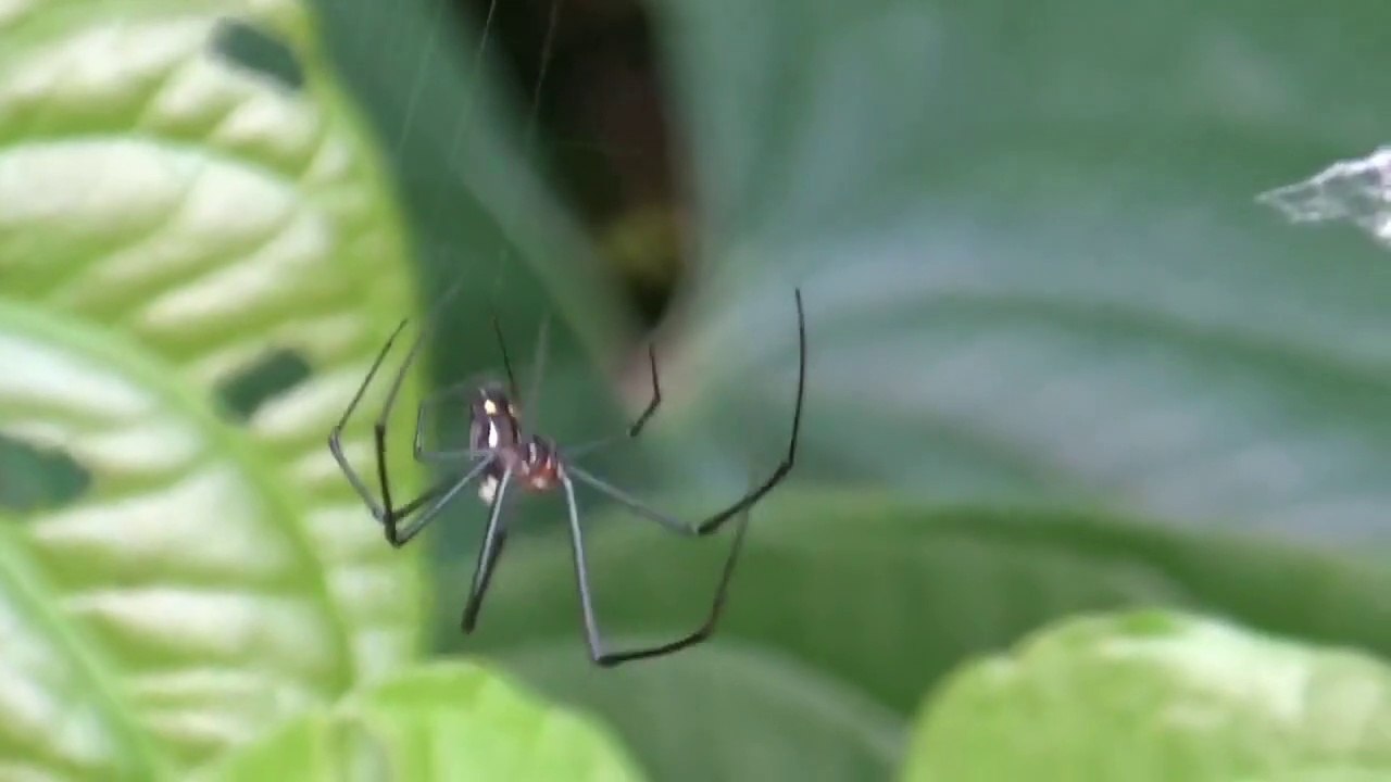 Spider Spinning Her Web