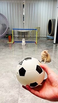 Baby Cats - Cute and Funny Cat Videos Compilation | Aww Animals Aww Animals