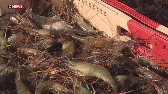 Réchauffement climatique : le Gers mise sur l'élevage de gambas
