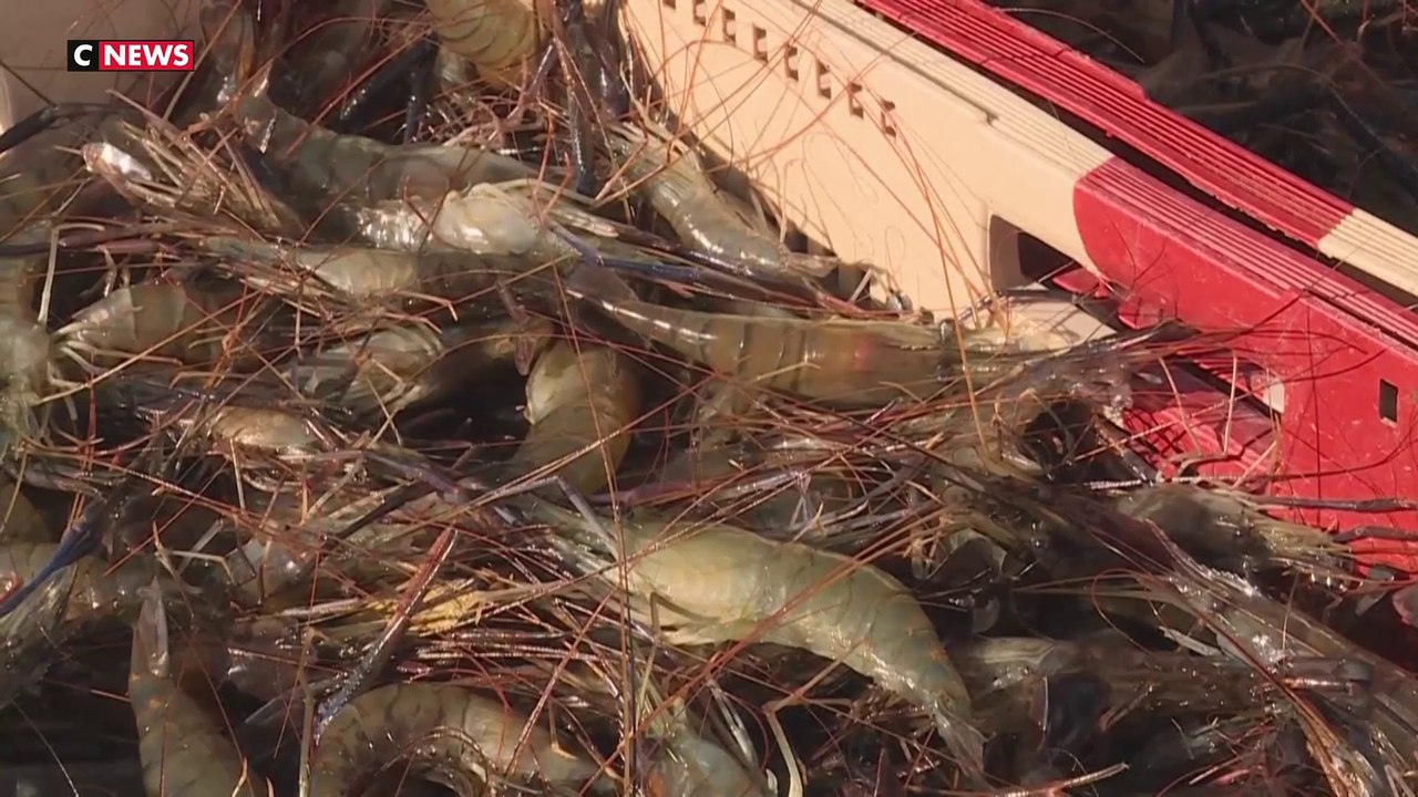 Réchauffement climatique : le Gers mise sur l'élevage de gambas