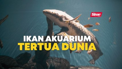 Ikan akuarium tertua dunia