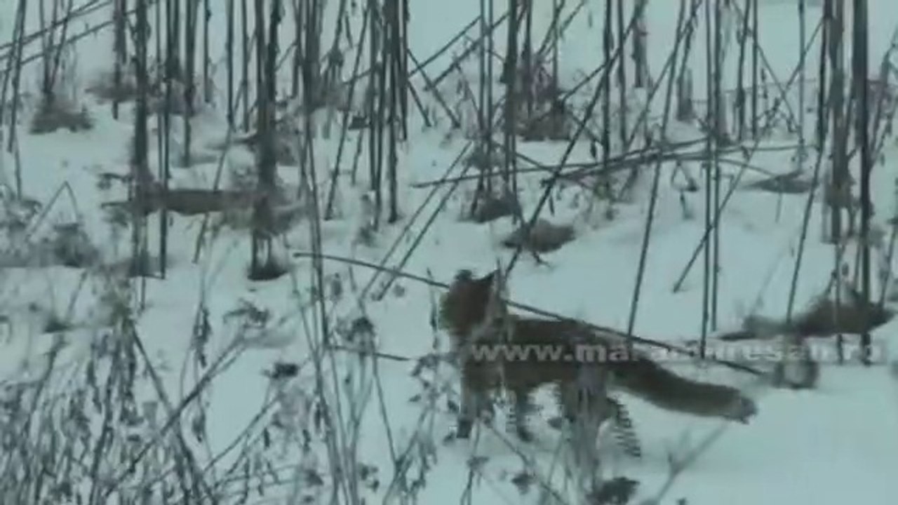 BUZAȘ-SJ (2010) - ”Hulpea'' anunţă an bun şi iarnă lungă