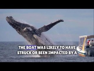 Man killed, one hos­pi­talised af­ter whale flips boat off Aus­tralia
