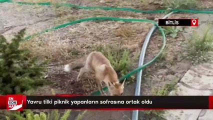 Yavru tilki piknik yapanların sofrasına ortak oldu