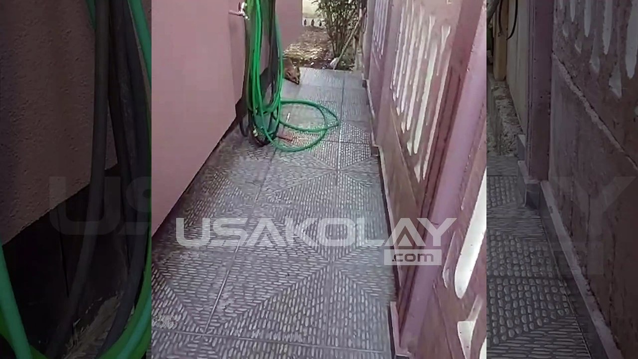 Evinin bahçesinde Tilki gören Uşak'lı Birgül Gülmez hayatının şokunu yaşadı